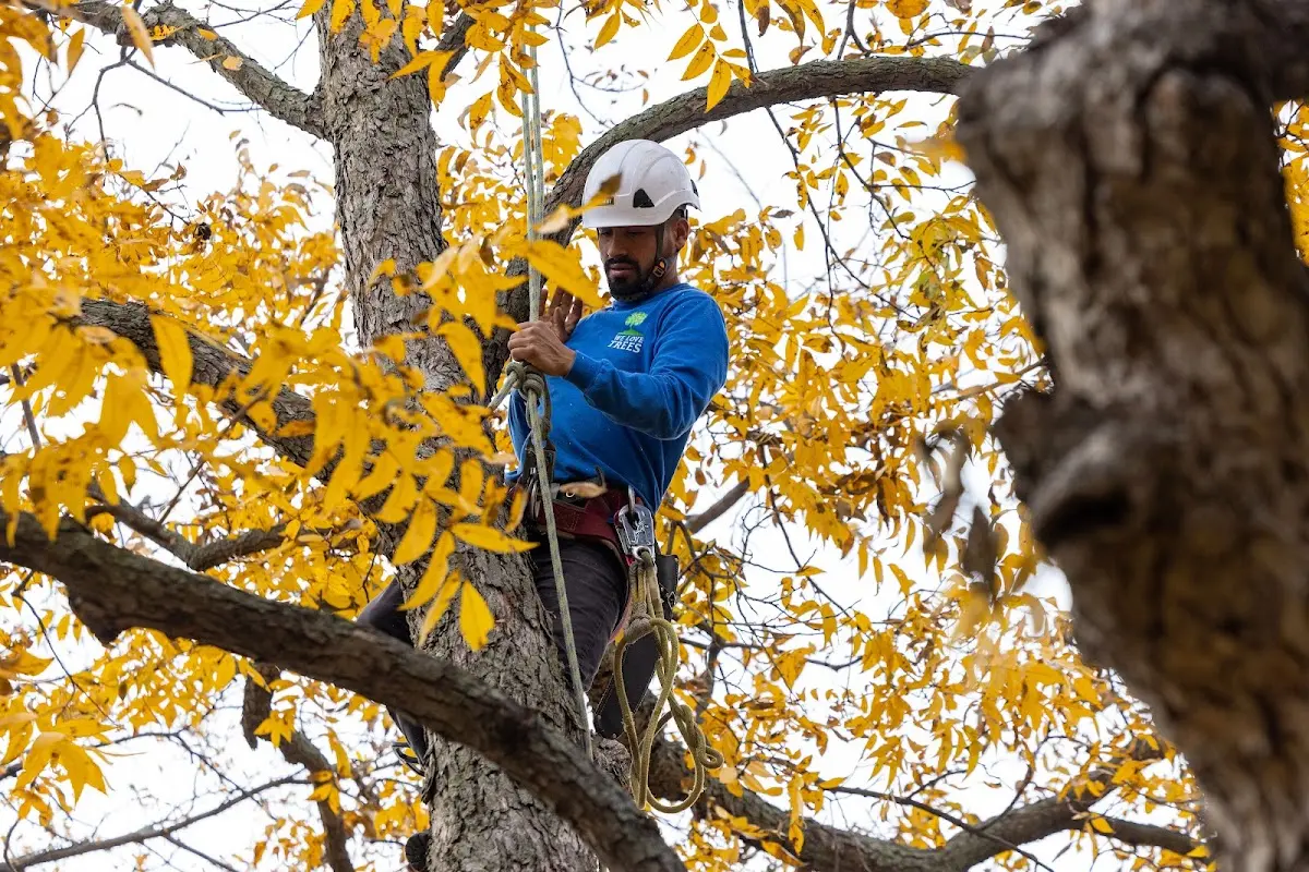 Skilled Tree Planing crew working in Paris